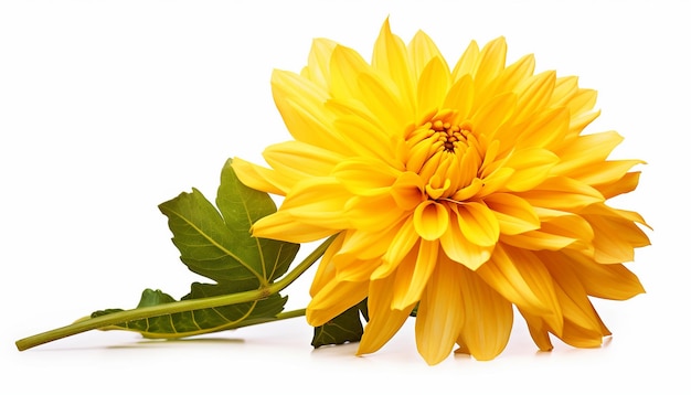 Isolated Yellow Flower in Elevated Side View