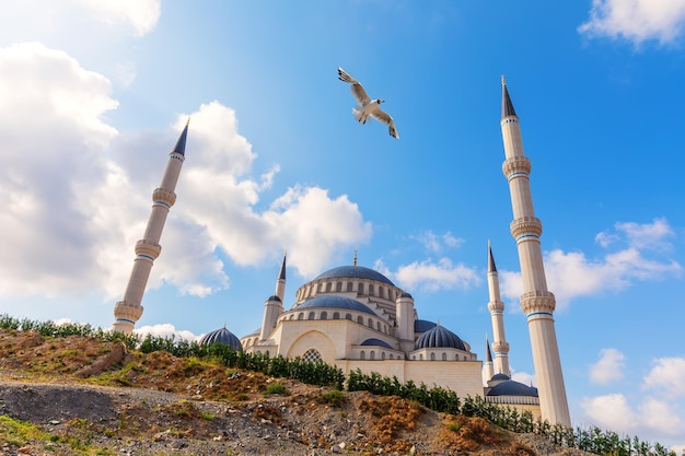 Istanbul Big Camlica Mosque and seagull Turkey