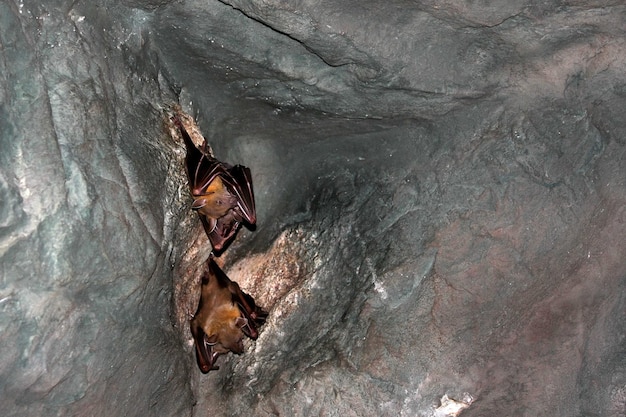 It's a bat in a cave.