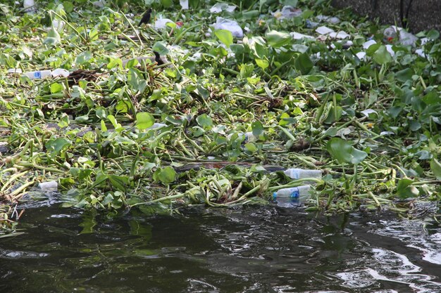 It's rubbish floating in the river.
