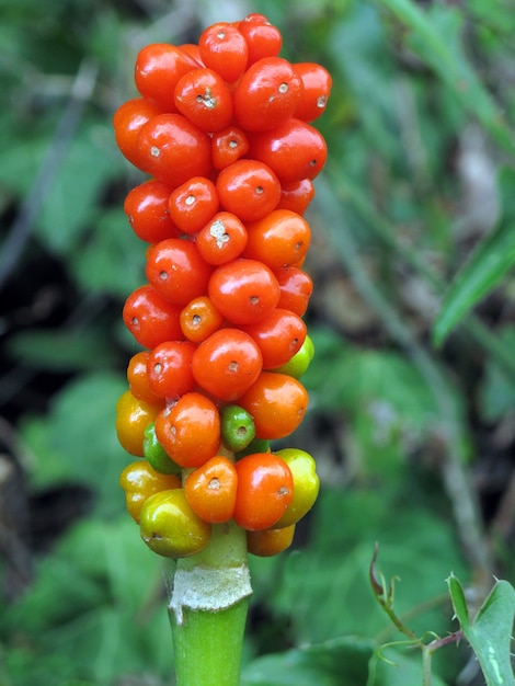 Italian arum (Arum italicum) poisonous fruits