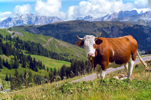 Italian cows on a pasture