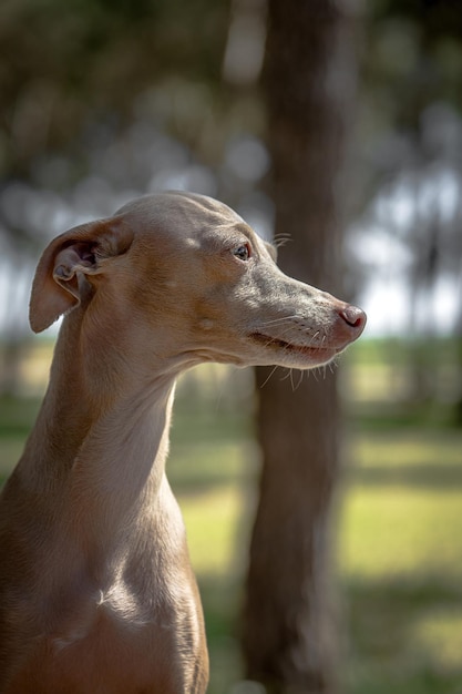 Italian Greyhound breed dog playing in the forest