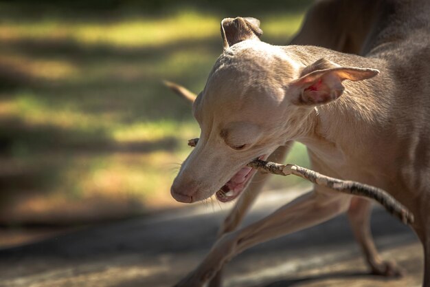 Italian Greyhound breed dog playing in the forest