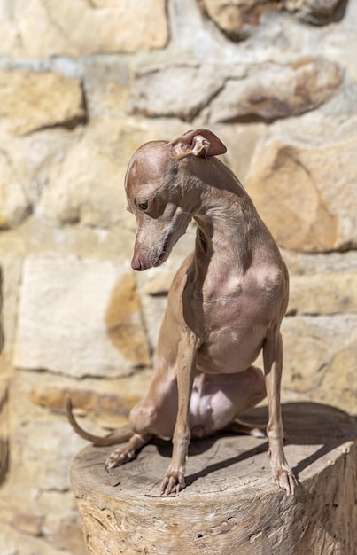 Italian Greyhound breed dog playing in the forest