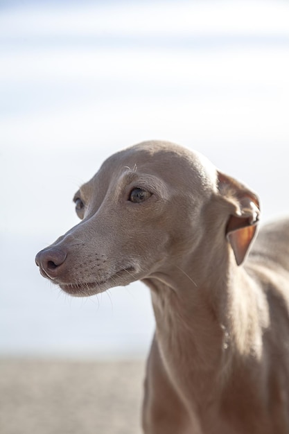 Italian Greyhound breed dog posing