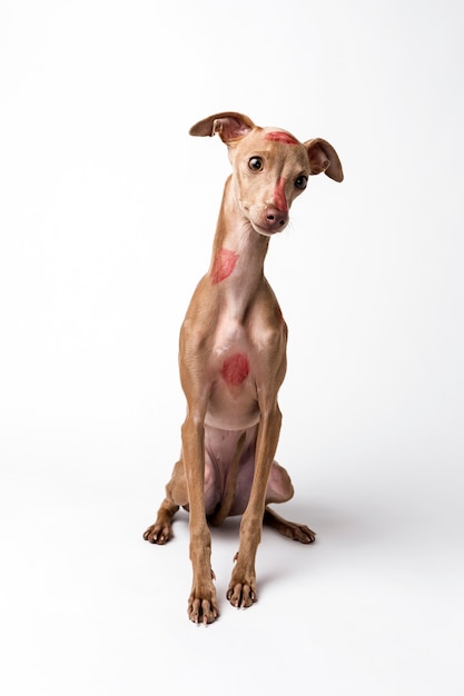 Italian greyhound dog with red lips kiss marks