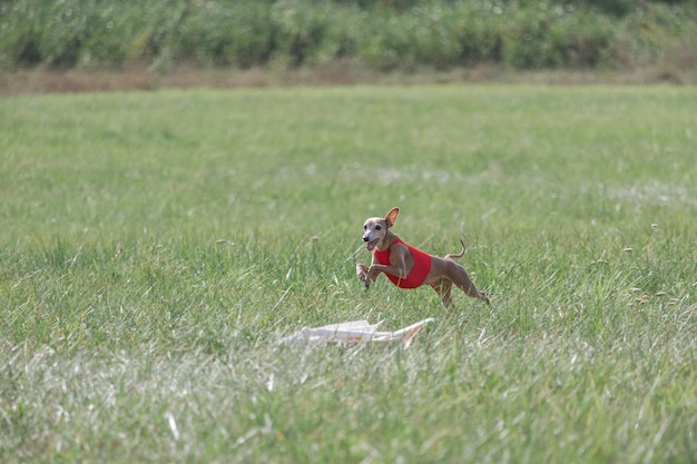 Italian Greyhound running in lure coursing competition