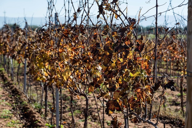 Italy Sicily Ragusa Province countryside wineyard in winter