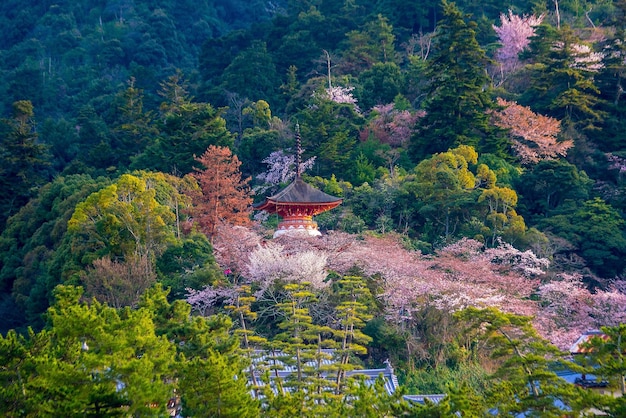 Photo itsukushima shrine with sakura