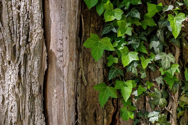 Ivy against e desaturated trunk