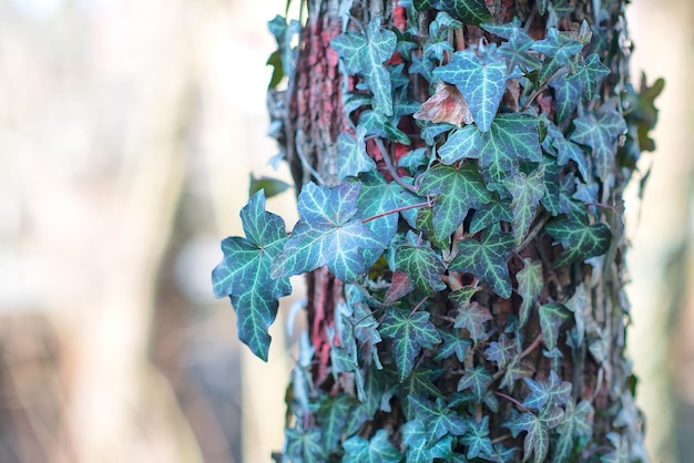 Ivy around a plant