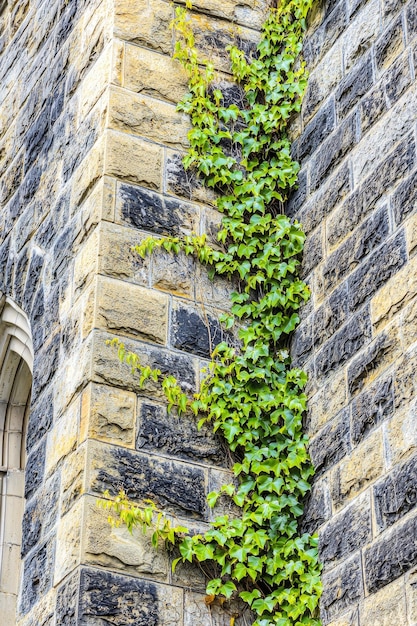 Photo ivy growing on a stone wall