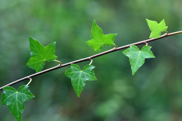 Ivy leaves (Hedera helix) in a wet forest