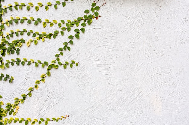 Ivy leaves isolated on wall background