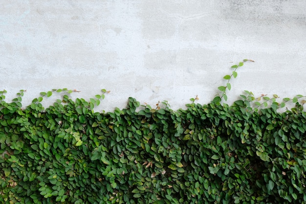 Ivy leaves on the wall