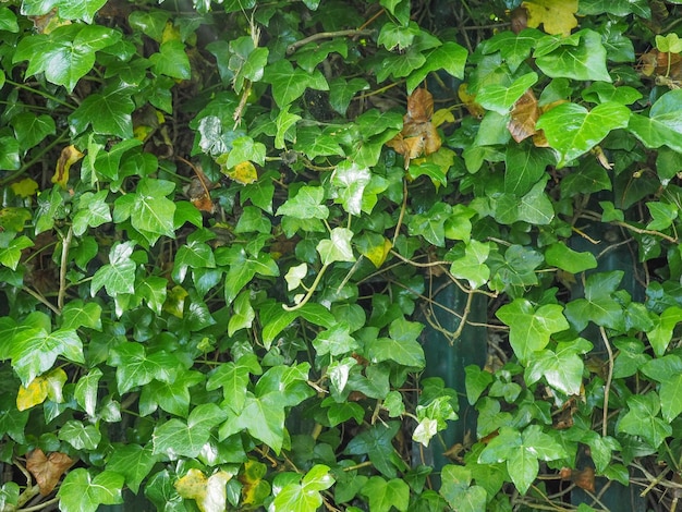 Ivy plant background