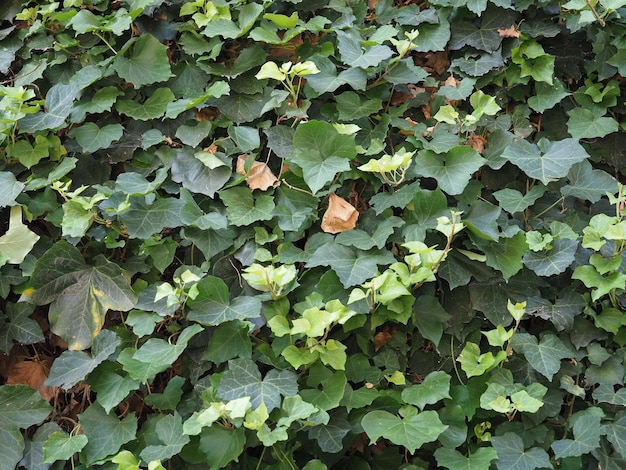 Ivy plant background