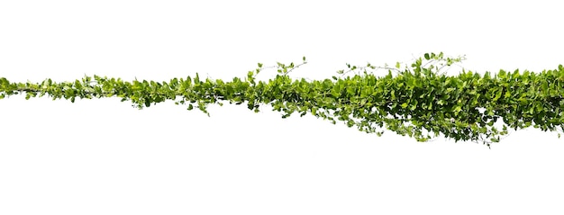 Ivy plant on electric wire isolate on white background