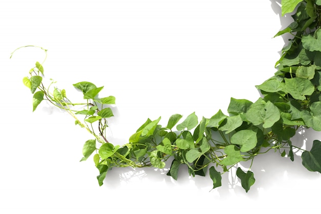 Ivy plant isolate on white