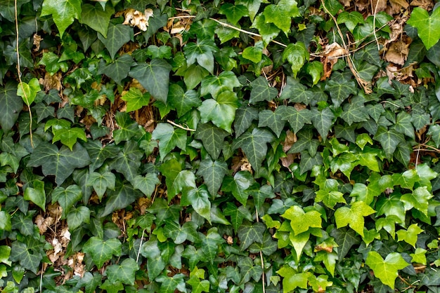 Ivy plant texture background Hedera helix