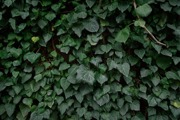 Ivy wall texture. Decorative natural natural background of evergreens. The concept of ecology