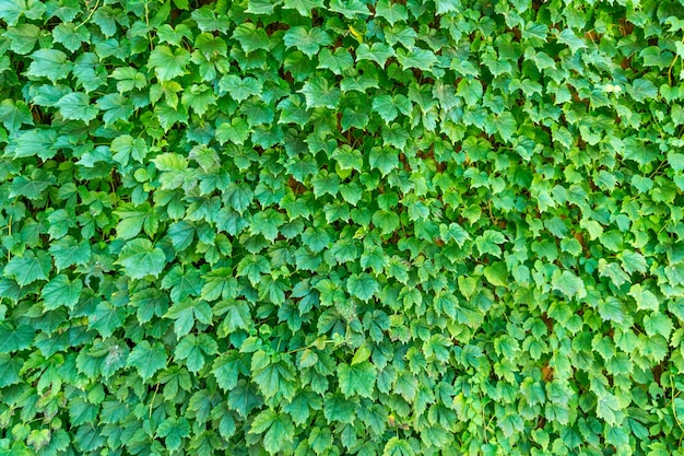 Ivy