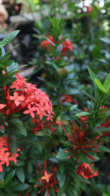 Ixora chinensis commonly known as Chinese ixora is a species of plant of the genus Ixora