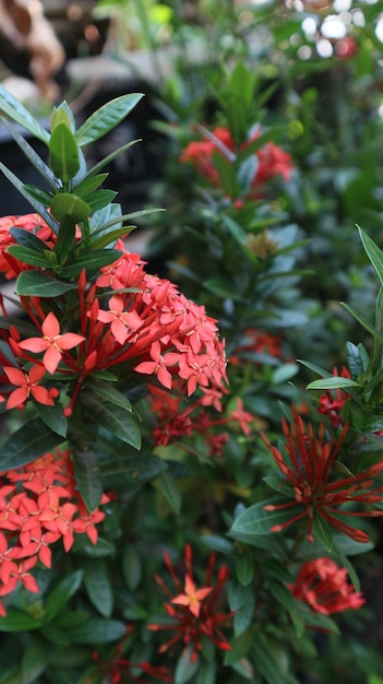 Ixora chinensis commonly known as Chinese ixora is a species of plant of the genus Ixora