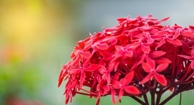 Ixora coccinea flower in the garden