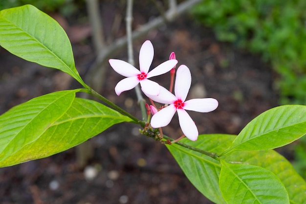 Ixora flower in the garden