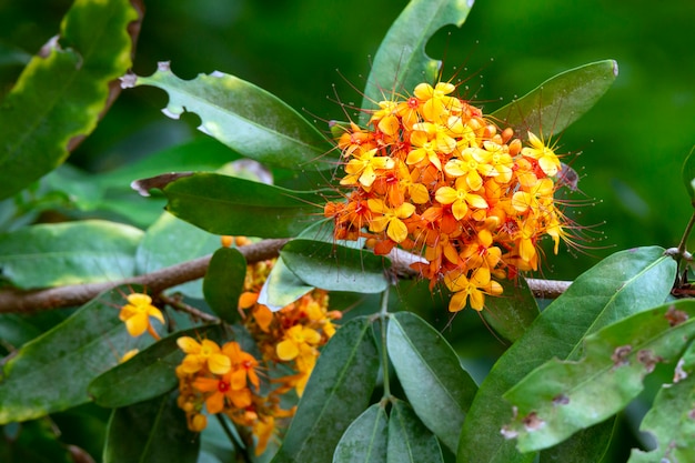 Ixora lobbii Loudon, flowers