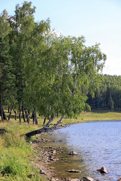 Izhbulat lake near Forest