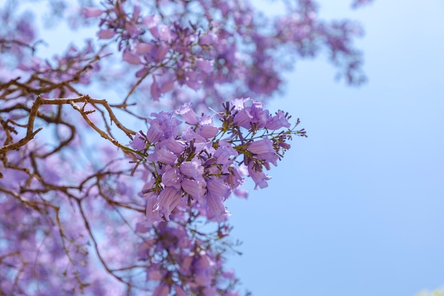 Jacaranda flowers with blue sky in the background