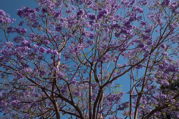 Jacaranda tree blooming with purple over bright blue sky Mexico city