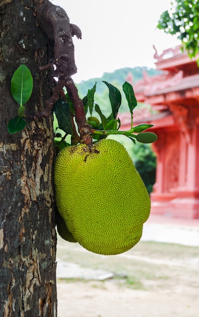 Jack fruit on the tree