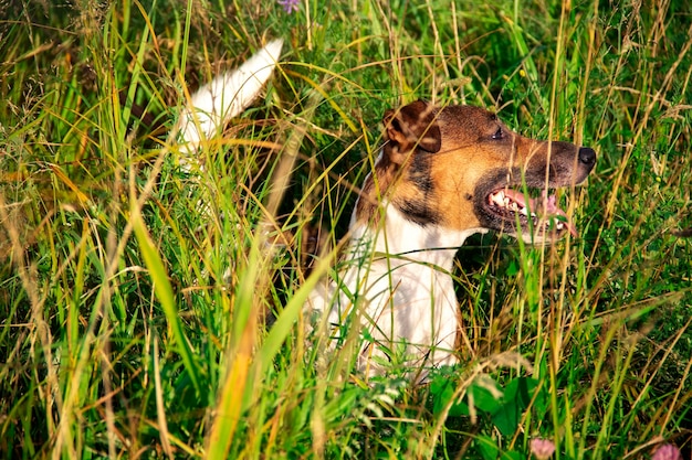 Jack Rassel terrier standing in high grass after running and playing