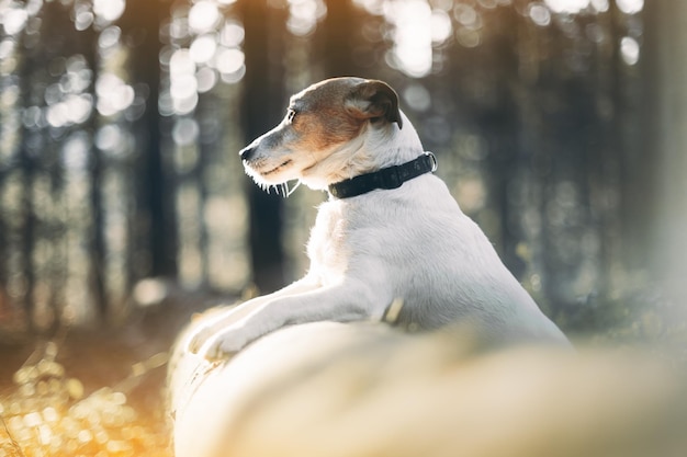 Jack russel terrier dog in autumn forest