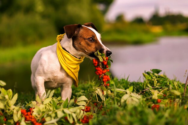 Jack Russell autumn in Rowan