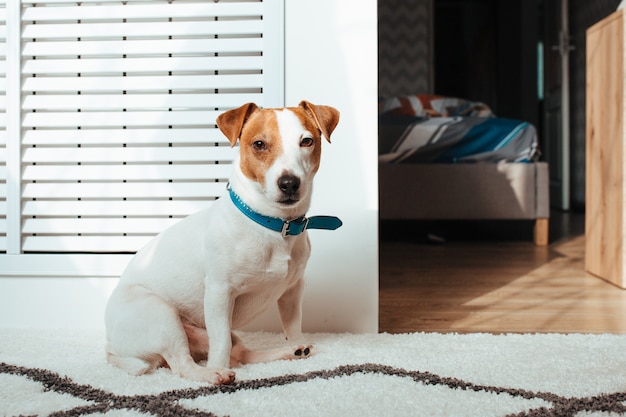 The jack Russell cable is white and brown . shot in a home interior