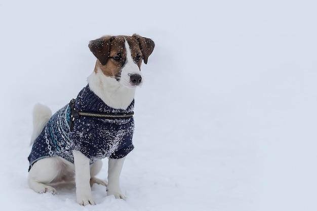 Jack Russell clothing on the street in winter