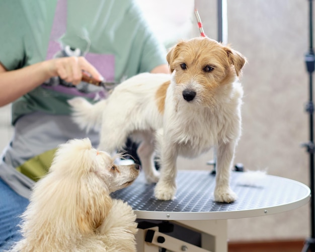 A Jack Russell dog on a grooming table at a grooming procedure watched by a dwarf poodle puppy