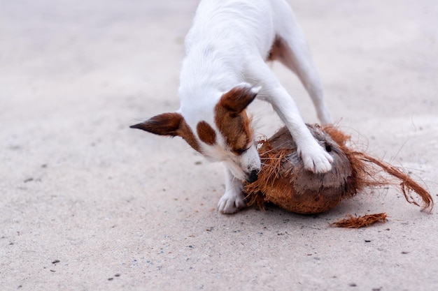 Jack Russell dog nibbles on old coconut on concrete Shallow depth of field Horizontal