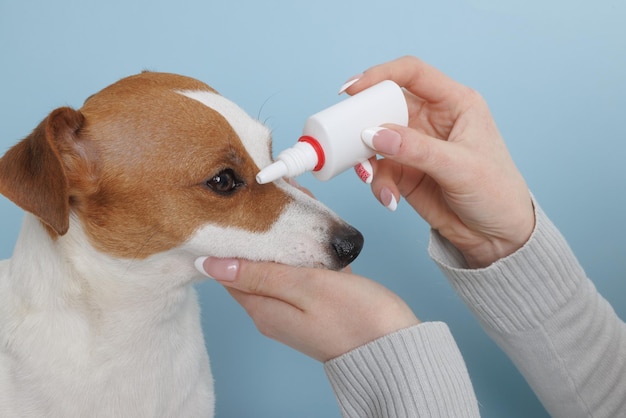 Jack russell dog put medicine in the eye