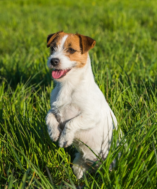 Jack Russell dog sits on the green grass smiling