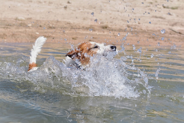 JACK RUSSELL DOG SWIMMING IN THE BEACH