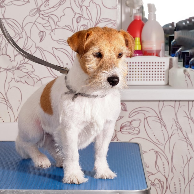 Jack Russell is sitting on a table in a dog beauty salon