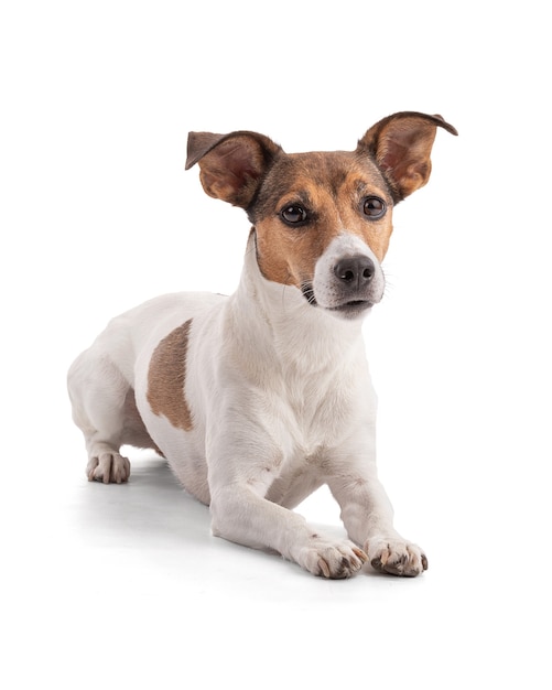 Jack Russell lying down in studio on white background