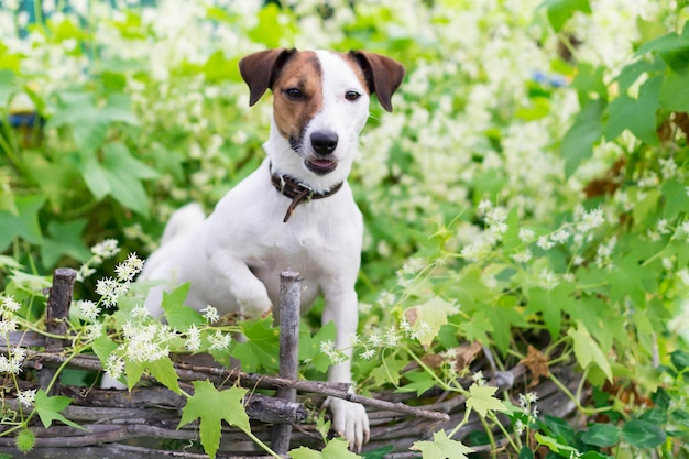 The Jack Russell nature