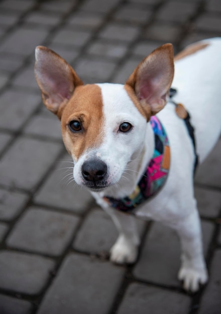 Jack russell on the pavement